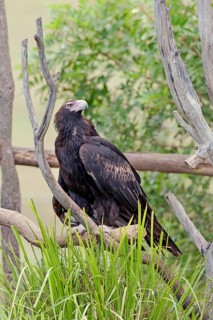 Wedge-tailed eagle (Aquila audax), Brisbane, Queensland, Australia