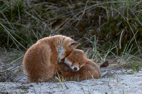 Red fox pups (Vulpes vulpes) are adaptable, those who can't rest lying down try sitting, sleeping,