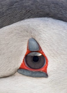 Atlantic Puffin (Fratercula arctica), Iceland