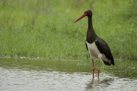 Black Stork (Ciconia nigra) foraging, Mpumalanga, South Africa