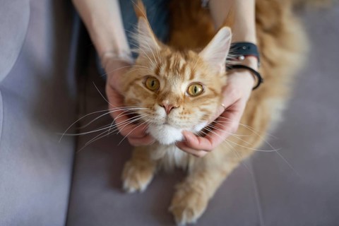 A close-up of a woman's hands gently holding a fluffy cat's cheeks, showcasing an intimate moment