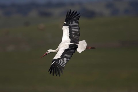 White Stork (Ciconia ciconia) flying, Castile-La Mancha, Spain