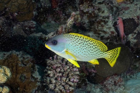 Black spotted sweetlips (Plectorhinchus gaterinus)
