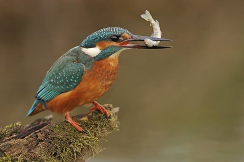 Common Kingfisher (Alcedo atthis), Germany