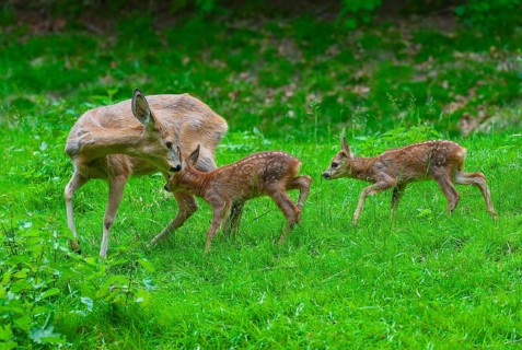 Roe deer (Capreolus capreolus), doe and two fawns standing in a meadow, Germany