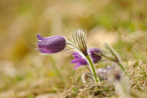 Lateral view of purple flowers in a meadow in soft light, Pasque flower (Pulsatilla vulgaris),