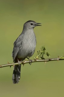 Grey Catbird (Dumetella carolinensis) singing, New York, USA