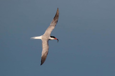 Common Tern (Sterna hirundo) flying with fish in beak, Greece