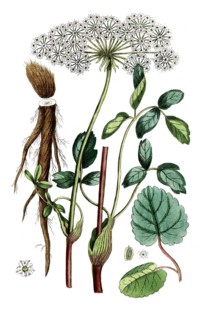 Laserpitium latifolium, digital reproduction of a historical original, between 1790 and 1810