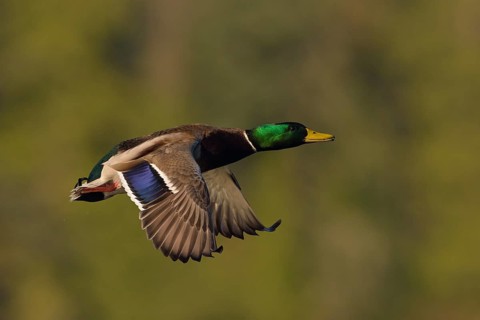 Mallard (Anas platyrhynchos) male flying, British Columbia, Canada