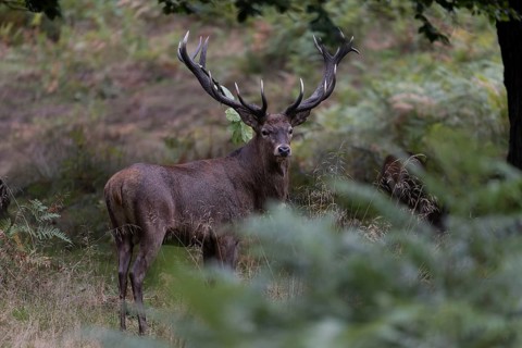 Red deer at the rutting 2025, London, Great Britain