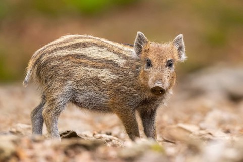 Wild boar (Sus scrofa) piglet standing in a forest, Bavaria, Germany