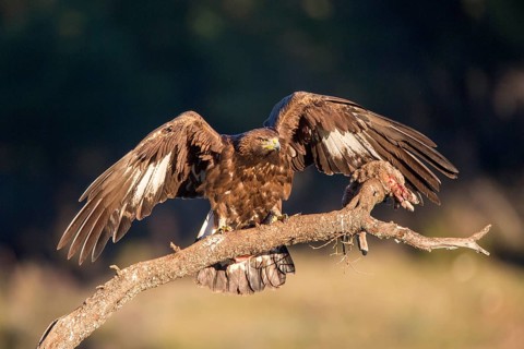 Golden Eagle (Aquila chrysaetos) juvenile perched on an old branch with rabbit prey, Andalusia,