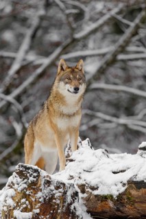 A grey wolf (Canis lupus lupus) stands on a snow-covered hill behind a fallen tree on a cold,