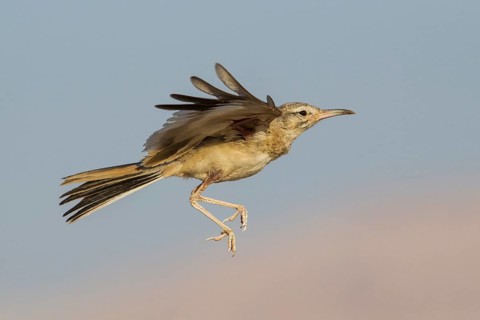 Greater Hoopoe-Lark (Alaemon alaudipes) juvenile flying, Eilat, Israel