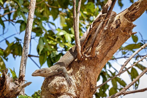 A lizard on a tree in a green forest scene, surrounded by branches, Bengal monitor lizard near