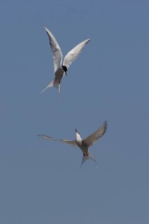 Arctic Tern (Sterna paradisaea) flying, Schleswig-Holstein, Germany