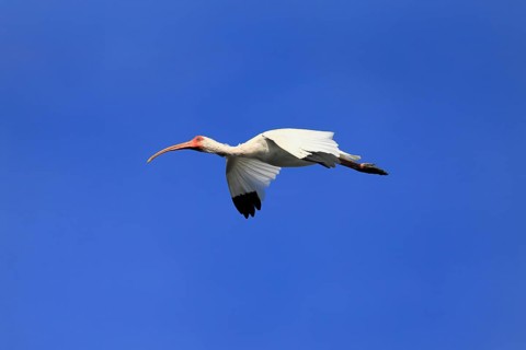 Snowy Ibis, (Eudocimus albus), adult, flying, St. Augustine, Florida, USA, North America