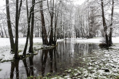 Black alder (Alnus glutinosa) in a snowy floodplain landscape, Emsland, Lower Saxony, Germany