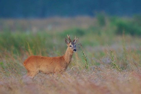 Western Roe Deer (Capreolus capreolus) buck in grassland, North Rhine-Westphalia, Germany