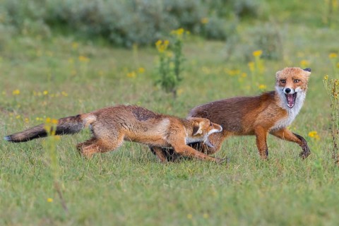 Red Fox (Vulpes vulpes) pair jumping and playing in grassland, Netherlands