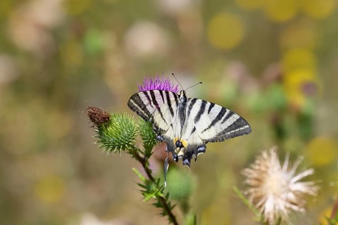Sail butterfly (Iphiclides podalirius), on a flower of a thistle (Cirsium arvense), in a vineyard,