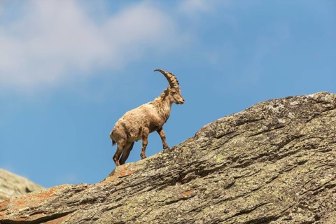One young adult ibex (Capra ibex) standing on a rock like a statue with blue sky behind him on 2500