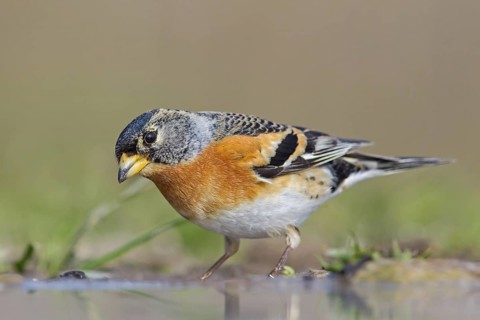 Brambling (Fringilla montifringilla) male, Rhineland-Palatinate, Germany
