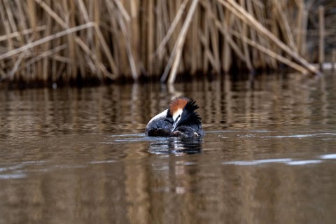 Great Crested Grebe (Podiceps Scalloped ribbonfish), Vulkaneifel, Rhineland-Palatinate, Germany