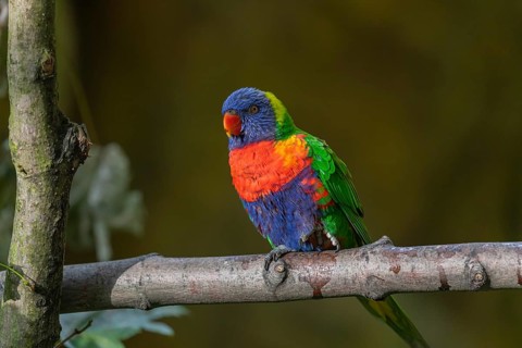 One Rainbow lorikeet (Trichoglossus moluccanus) sitting on a branch. Green vegetation in the