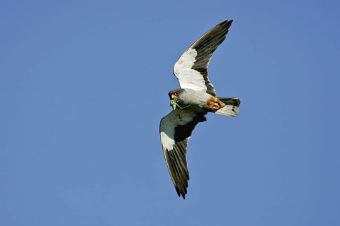 Amur Falcon (Falco amurensis) male flying with grasshopper in beak, Dornod, Mongolia
