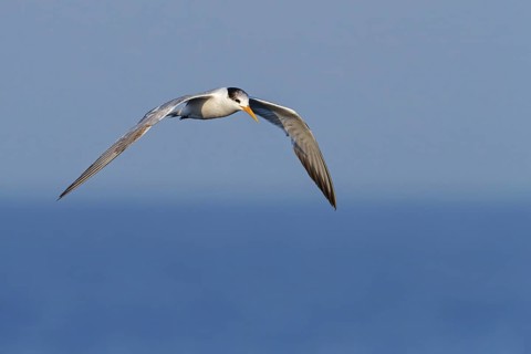 Rüppell's Tern, (Thalasseus bengalensis), (Sterne bengalensis), animals, birds, subfamily of terns,