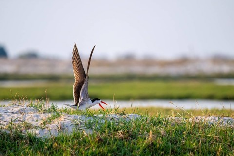 African Skimmer (Rynchops flavirostris), African Skimmer in flight, Ihaha, Chobe National Park,