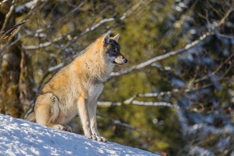 A young grey wolfgrey wolf (Canis lupus lupus) sits on a sloping, snow-covered meadow on a hill on