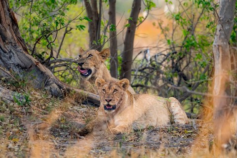 Lions (Panthera leo), young and female, lying in the shade, Moremi Game Reserve, Botswana