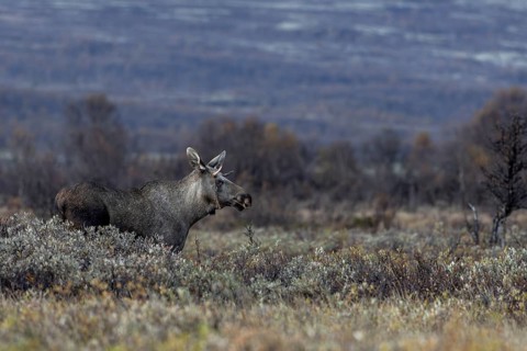 Meanwhile the sun has set behind the mountains of Dovrefjell and the young bull moose (Alces alces)
