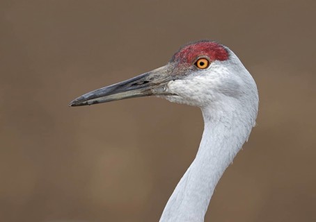 Sandhill Crane (Antigone canadensis), New Mexico, USA