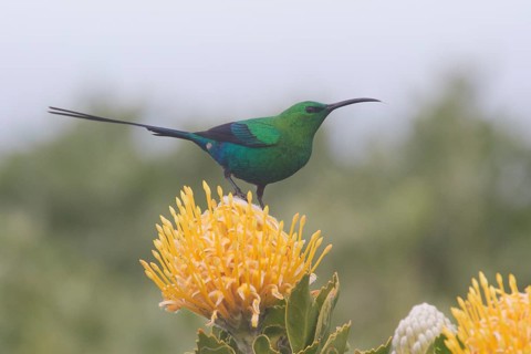 Malachite Sunbird (Nectarinia famosa) male, Western Cape, South Africa