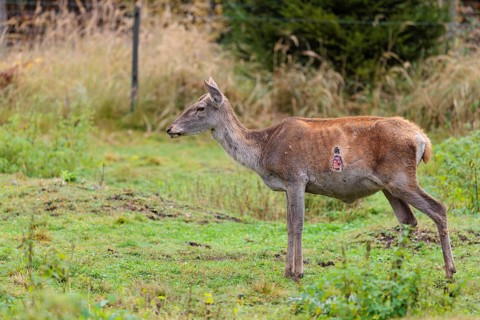 A severely injured red deer cow (Cervus elaphus) with large wounds on her chest stands in a green
