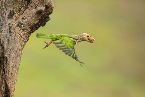 Lineated Barbet (Psilopogon lineatus) flying with food in beak, Chiang Mai, Thailand