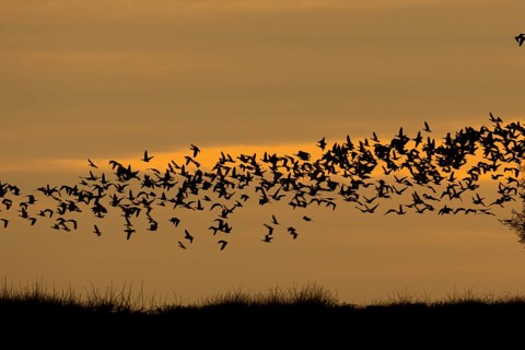 Pink-footed goose (Anser brachyrhynchus) silhouette of adult geese birds flying in a flock or skein