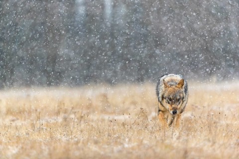 One young male eurasian gray wolf (Canis lupus lupus) running over a snow covered meadow during