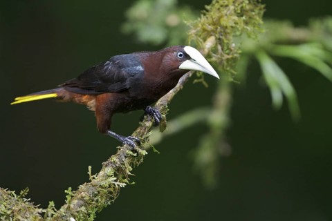 Chestnut-headed Oropendola (Psarocolius wagleri) perched on a branch in Costa Rica, Central America