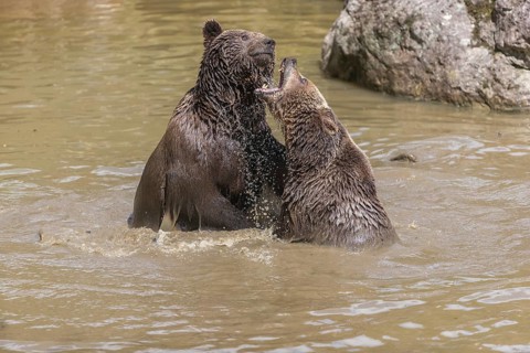 Two adult eurasian brown bears (Ursus arctos arctos), one male and one female, play fighting in a