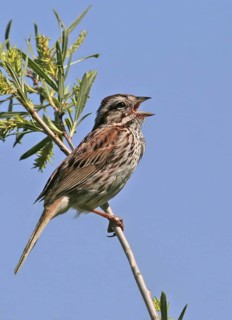 Song Sparrow (Melospiza melodia) singing, Saskatchewan, Canada