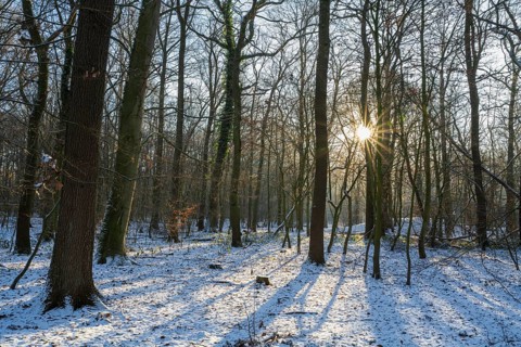 Deciduous forest with snow backlighting with sun star, Beversee Nature Reserve, Bergkamen, Ruhr