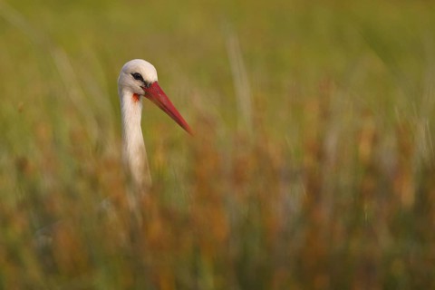 White Stork (Ciconia ciconia) foraging, Greece