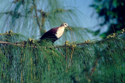 White-throated Ground Dove (Alopecoenas xanthonurus) male, Rota Island, Northern Mariana Islands