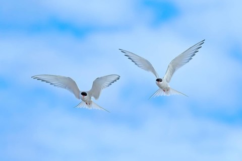 Arctic Tern in flight, Sterna paradisaea, white bird with black cap, blue sky with white clouds in