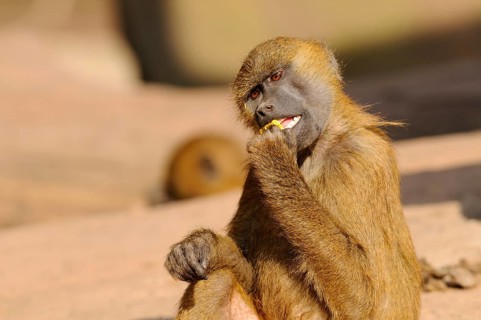 A baboon sits and bites into an object, the fur is brown and the surroundings suggest a natural